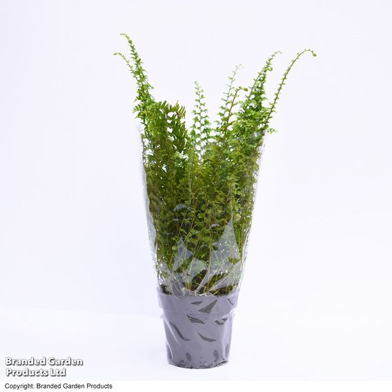 Nephrolepis exaltata