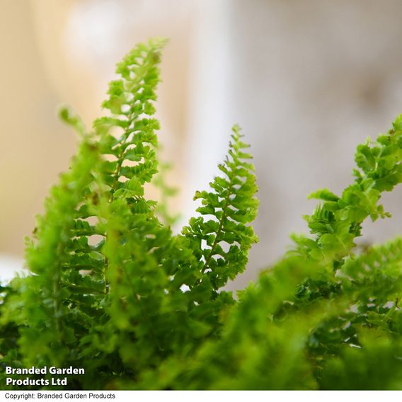 Nephrolepis exaltata