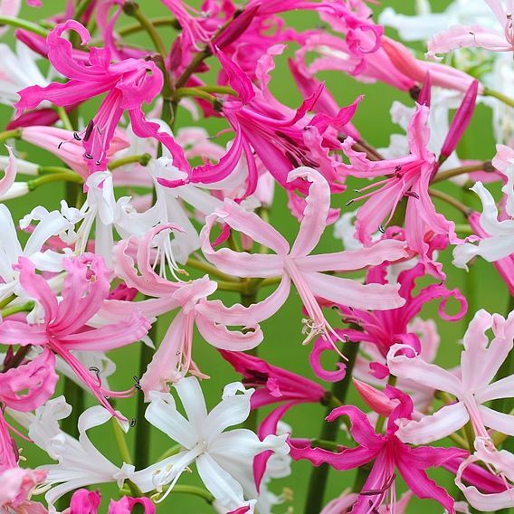 Nurseryman's Choice Lily Bulbs