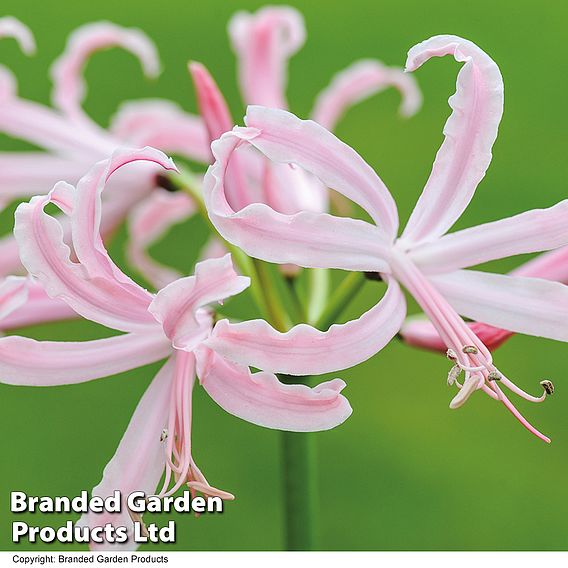 Nerine bowdenii 'Stefani'