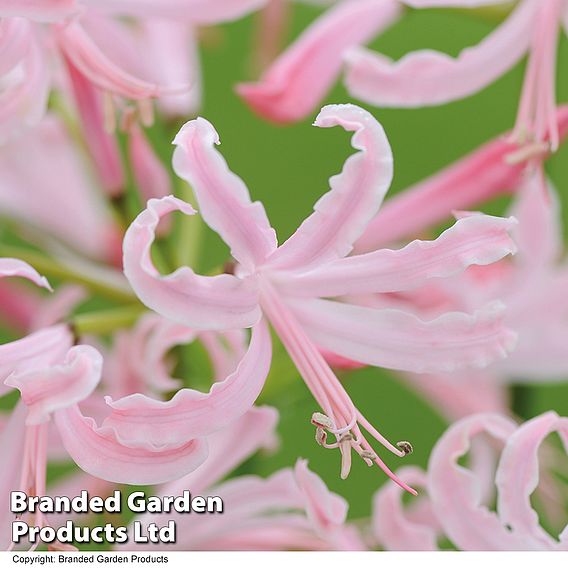 Nerine bowdenii 'Stefani'