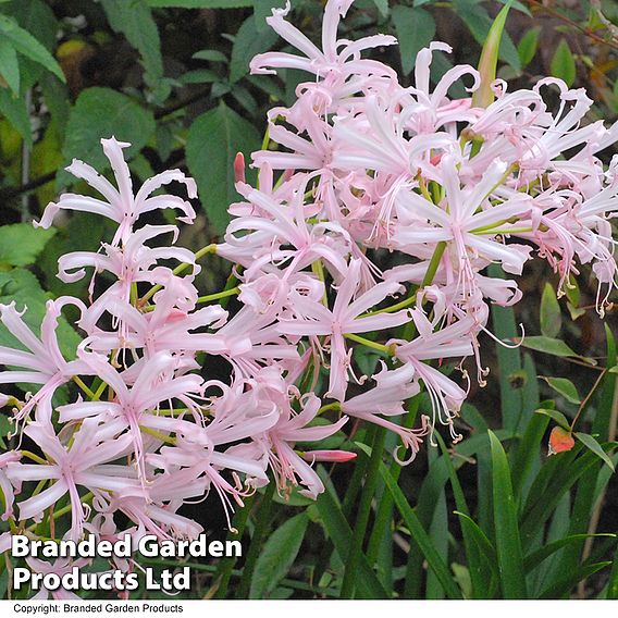 Nerine bowdenii 'Stefani'