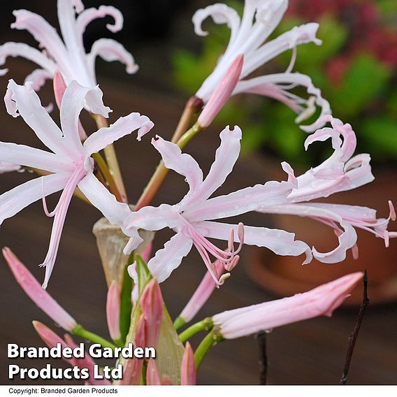 Nerine bowdenii 'Stefani'