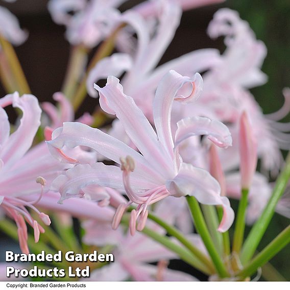 Nerine bowdenii 'Stefani'