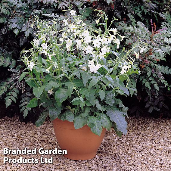 Nicotiana alata