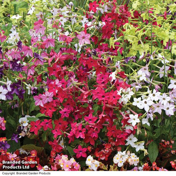 Nicotiana Mixed - Organic Seeds