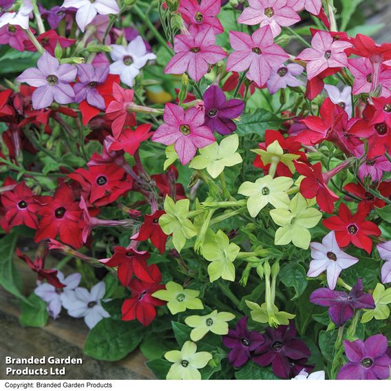 Nicotiana Mixed - Organic Seeds
