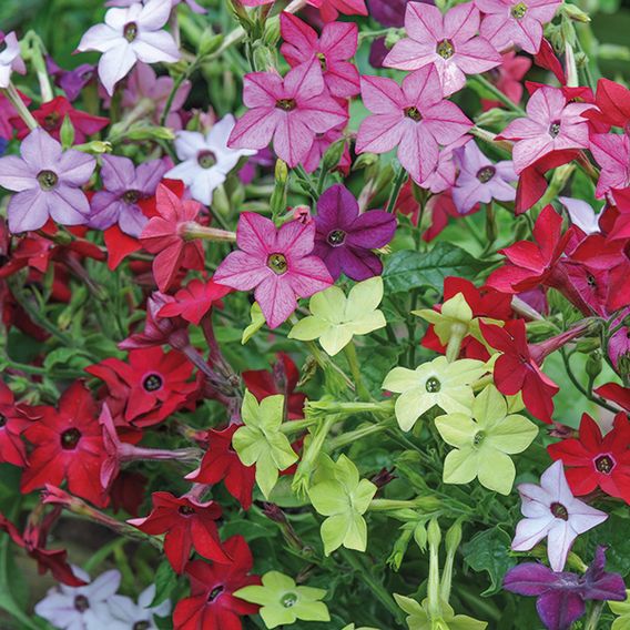 Nicotiana 'Eau de Cologne Mixed'