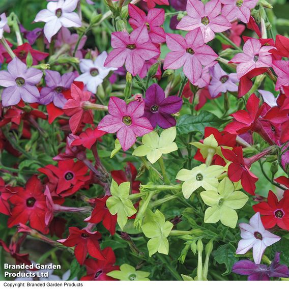 Nicotiana Mixed - Organic Seeds