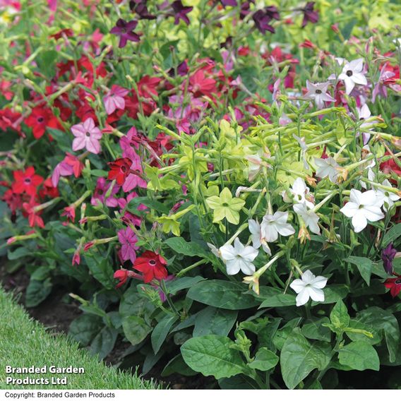 Nicotiana Mixed - Organic Seeds