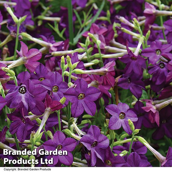 Nicotiana 'Perfume Deep Purple'