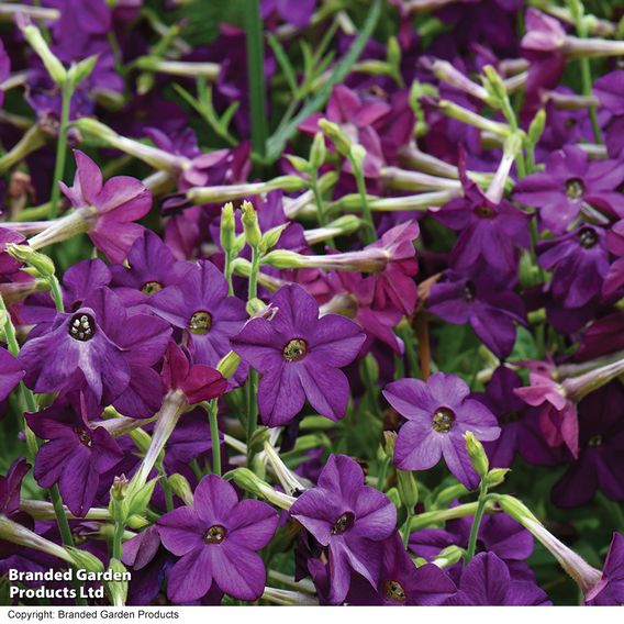 Nicotiana 'Perfume Deep Purple'