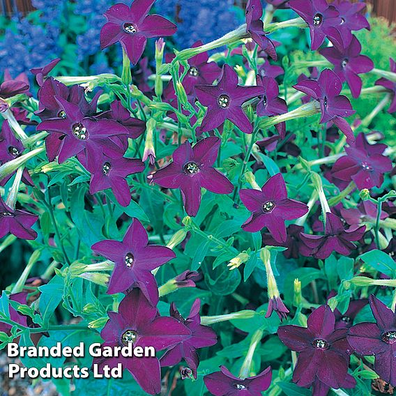 Nicotiana 'Perfume Deep Purple'