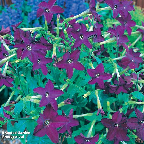 Nicotiana 'Perfume Deep Purple'