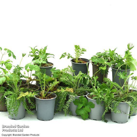 Nurserymans Choice Perennial Cottage Garden Collection