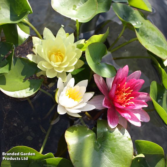 Nymphaea (Water Lily) Collection