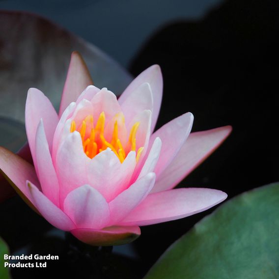 Nymphaea (Water Lily) Collection