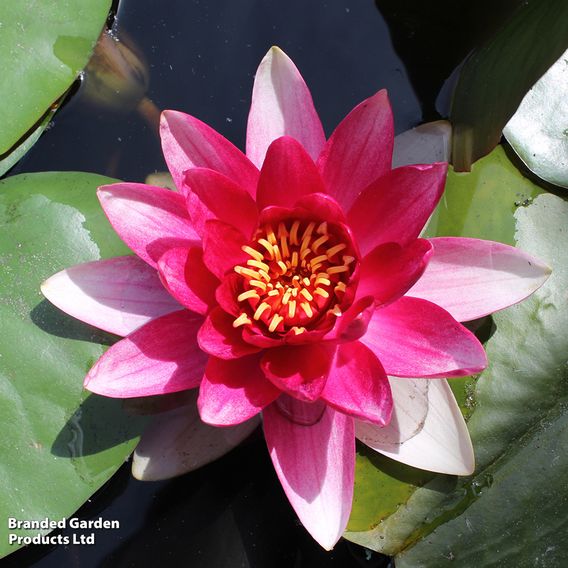 Nymphaea (Water Lily) Collection