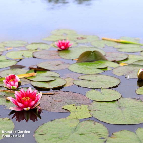 Nymphaea (Water Lily) Collection