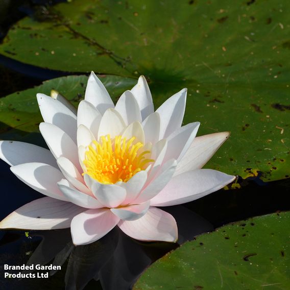Nymphaea (Water Lily) Collection