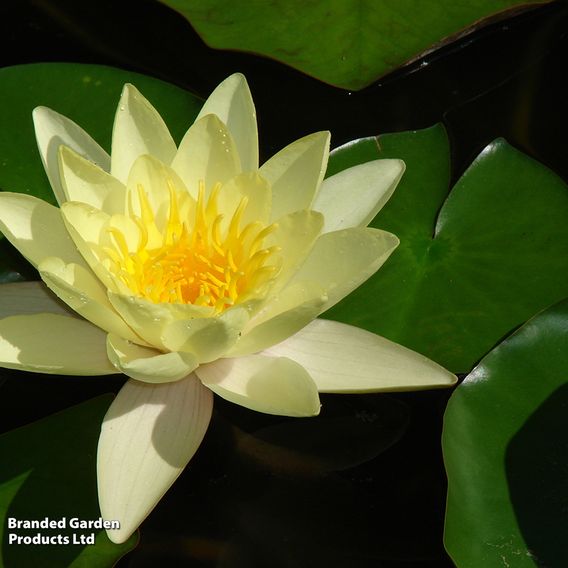 Nymphaea (Water Lily) Collection
