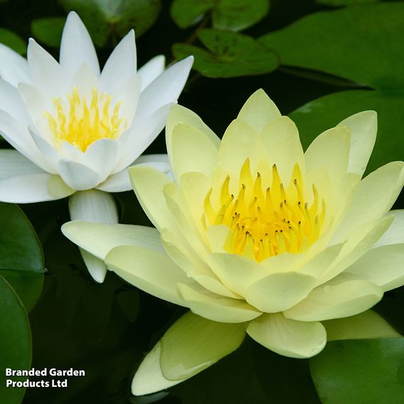 Nymphaea (Water Lily) Collection
