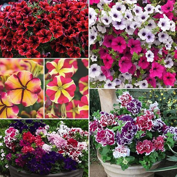 Nurseryman's Choice Petunia Collection