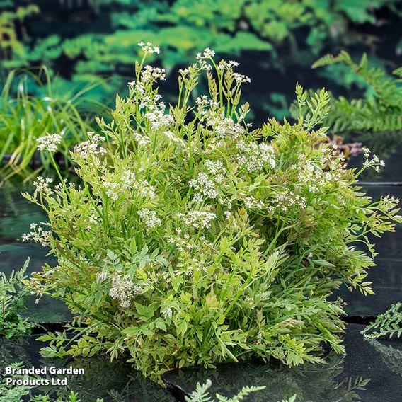 Oenanthe fistulosa 'Flamingo' (Marginal Aquatic)