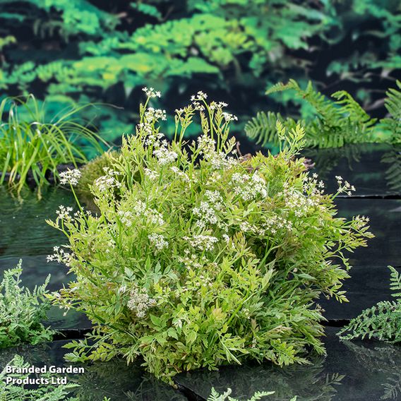 Oenanthe fistulosa 'Flamingo' (Marginal Aquatic)