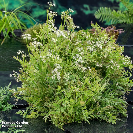 Oenanthe fistulosa 'Flamingo' (Marginal Aquatic)