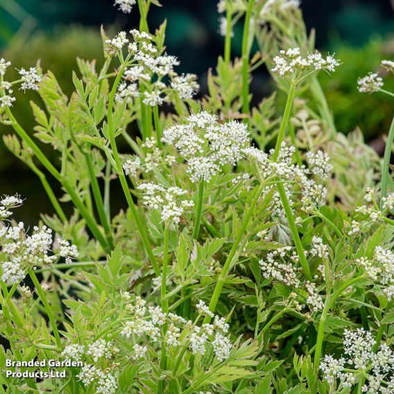 Oenanthe fistulosa 'Flamingo' (Marginal Aquatic)