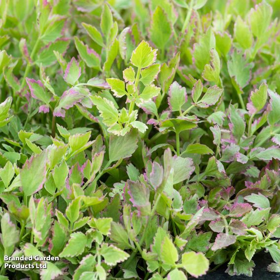 Oenanthe fistulosa 'Flamingo' (Marginal Aquatic)
