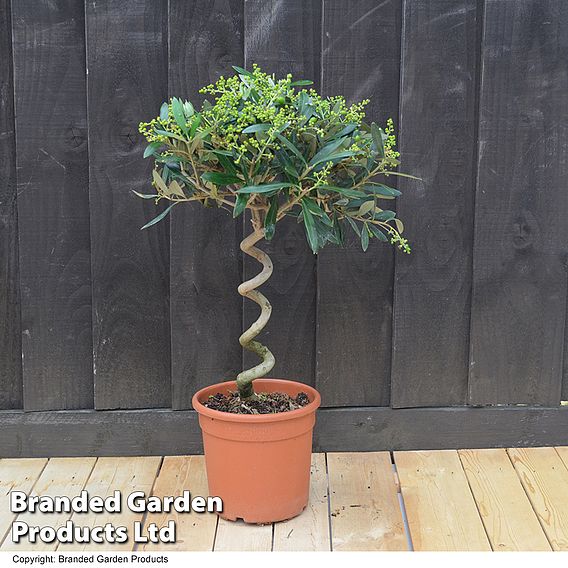 Olive Tree with Spiral Stem