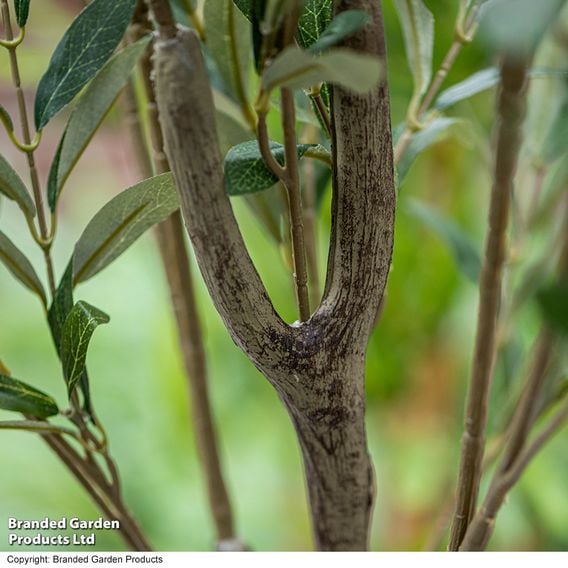 Artificial Olive Tree 