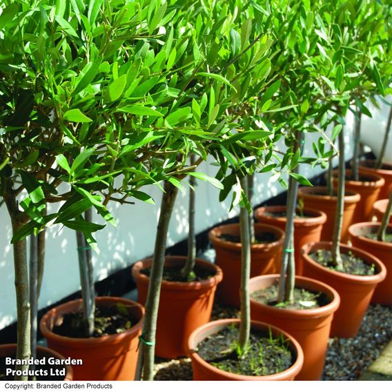 Olive Tree (Standard)