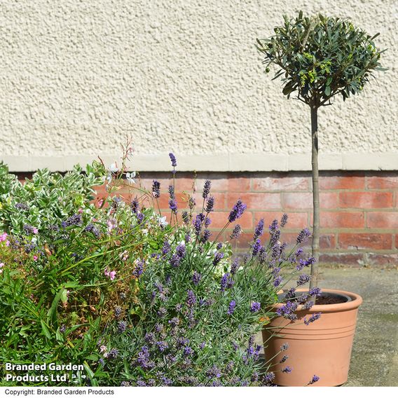 Olive Tree (Standard)