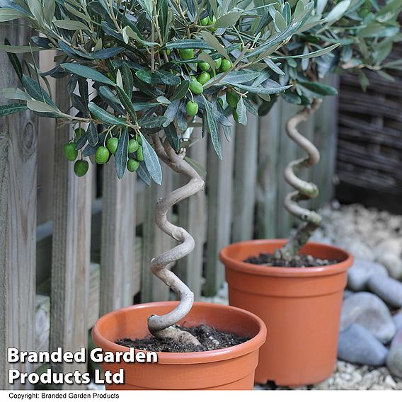 Olive Tree with Spiral Stem