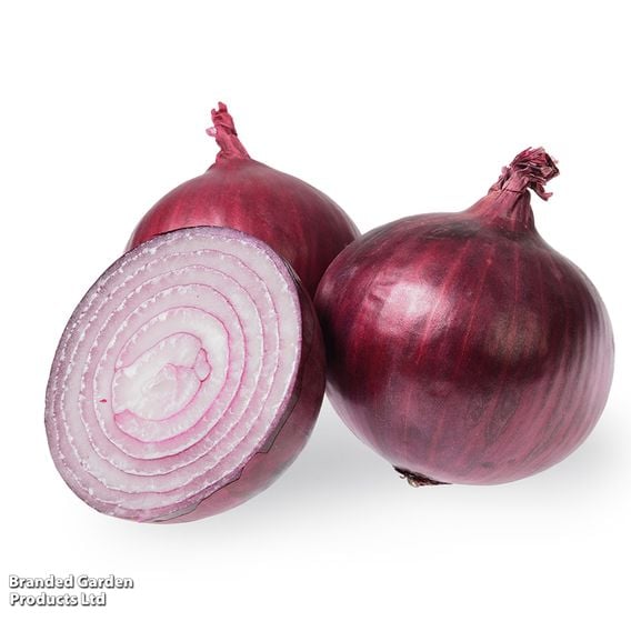 Onion 'Akado' (Autumn Planting)