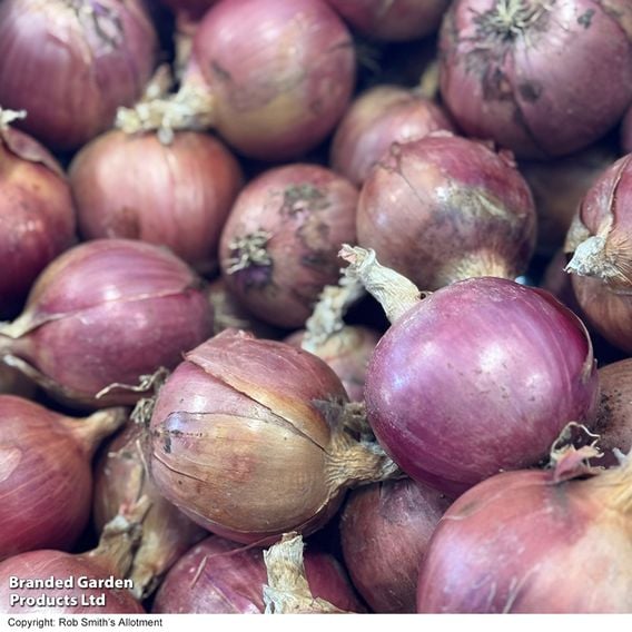 Onion 'Blush' F1 - Seeds