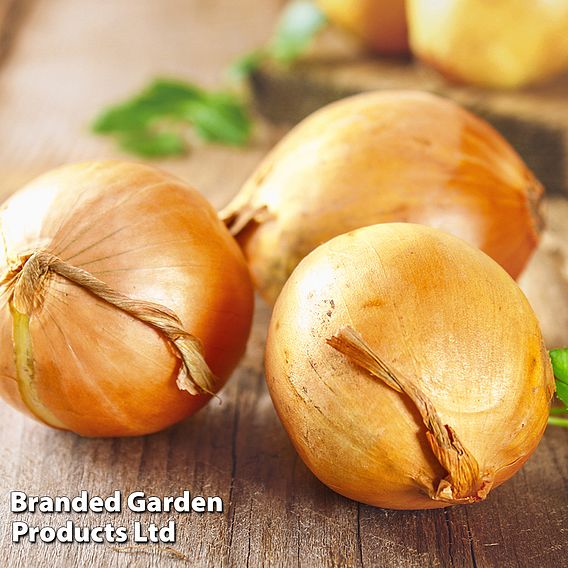 Onion Spring Planting Duo
