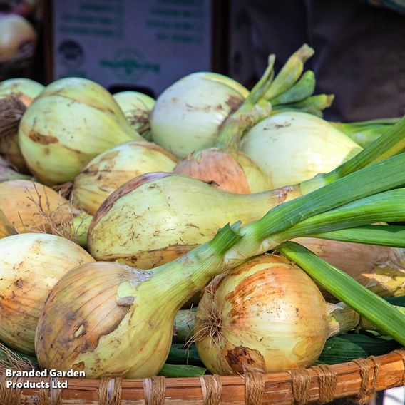Onion 'Exhibition' - Seeds