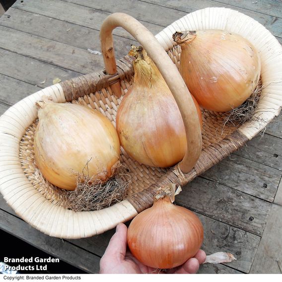Onion 'Exhibition' - Seeds