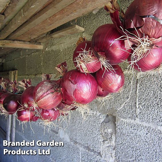 Onion 'Redrover' F1 - Seeds