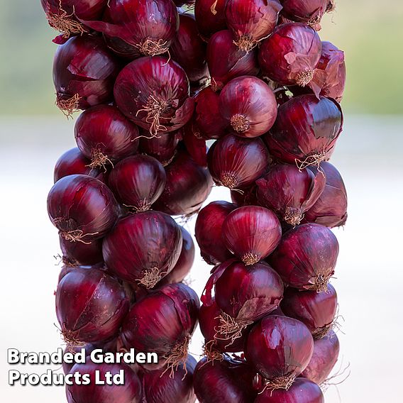 Onion 'Redrover' F1 - Seeds