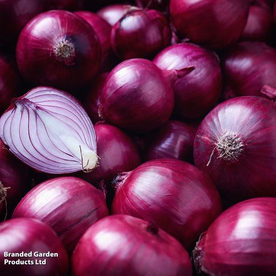 Onion 'Rosanna' (Spring)
