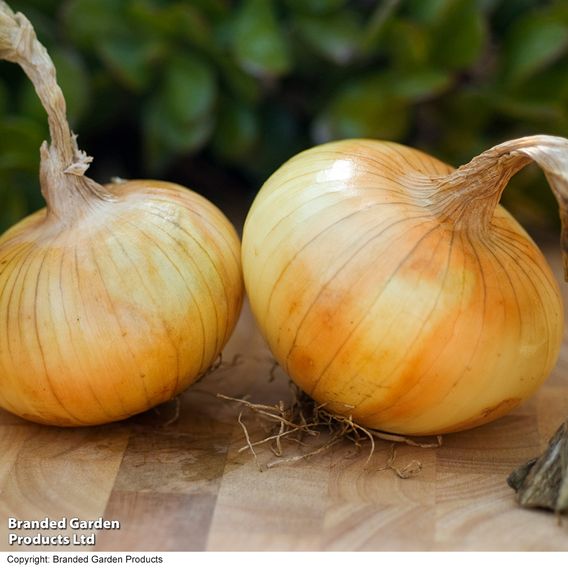 Onion 'Senshyu' (Autumn Planting)