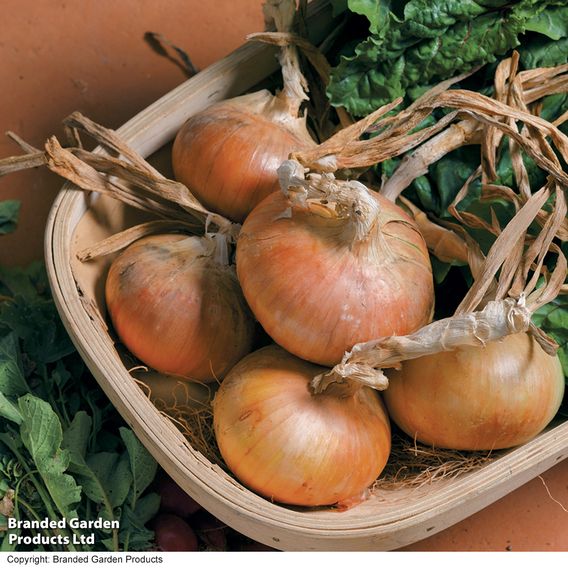 Onion 'Senshyu' (Autumn Planting)