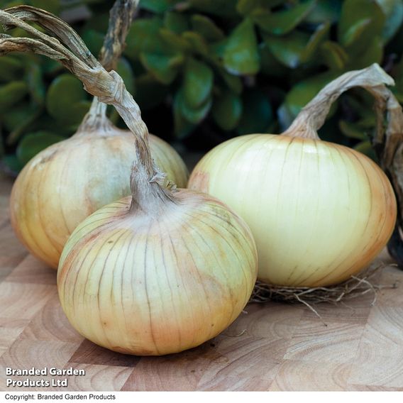 Onion 'Senshyu' (Autumn Planting)