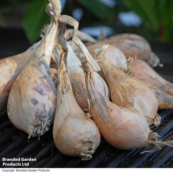 Nurseryman's Choice Shallots (Autumn)