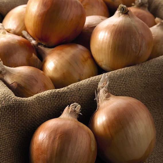 Autumn Planting Onion/Garlic/Shallot Collection